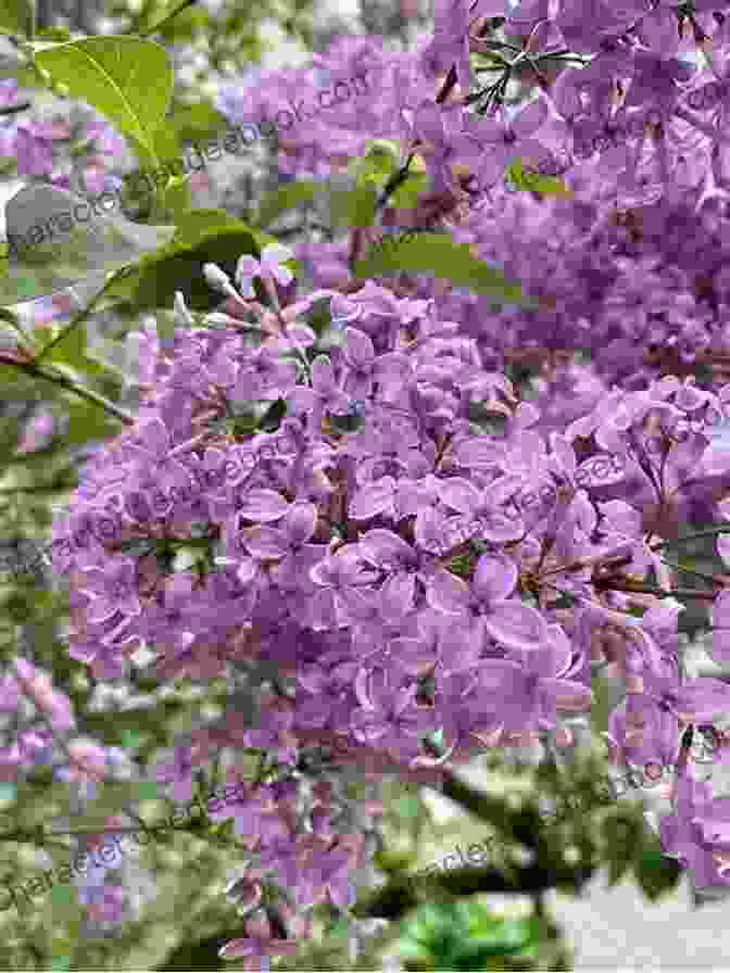 A Close Up Of A Blooming Lilac Bush I M So Glad It S Spring