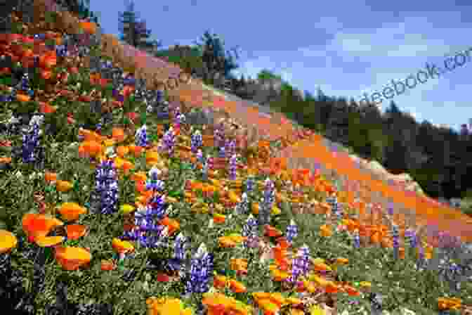 A Field Of Colorful Wildflowers In Bloom I M So Glad It S Spring