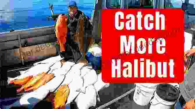 A Fisherman Using A Live Salmon As Bait To Catch A Halibut Homer Bait And Switch (Southwest Of Homer 1)