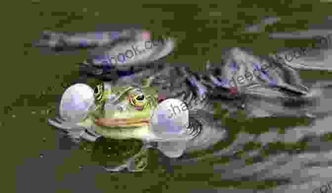 A Frog Croaking In A Pond I M So Glad It S Spring