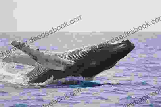 A Humpback Whale Breaches The Surface, Surrounded By A Pod Of Playful Dolphins. Secrets Among The Tides (Royal Secrets 1)