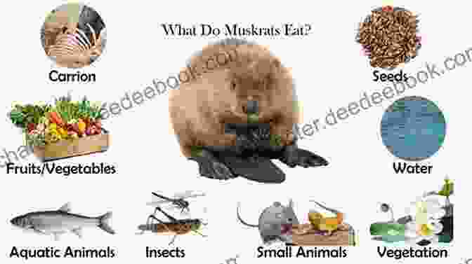 Behavior And Diet Of A Muskrat What S That Muskrat?: A Silly Rhyming Read Out Loud Picture For Kids Ages 0 5 (Animals Of The World)