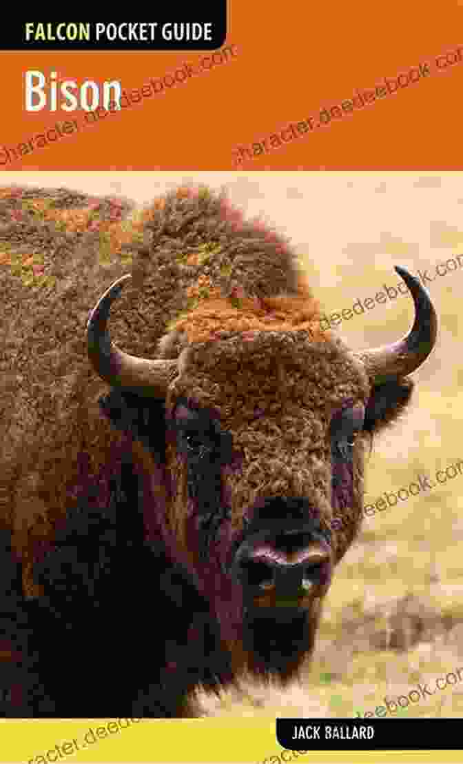 Cover Image Of Bison Falcon Pocket Guides By Jack Ballard Bison (Falcon Pocket Guides) Jack Ballard