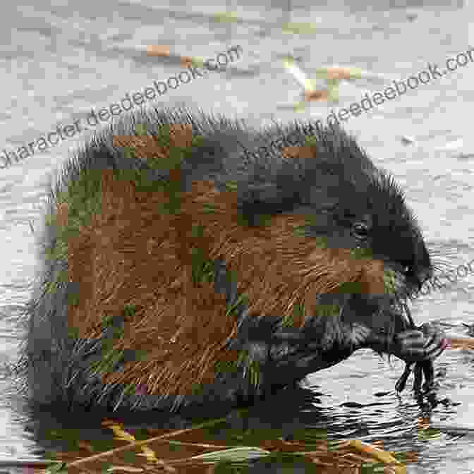 Ecological Importance Of Muskrats What S That Muskrat?: A Silly Rhyming Read Out Loud Picture For Kids Ages 0 5 (Animals Of The World)