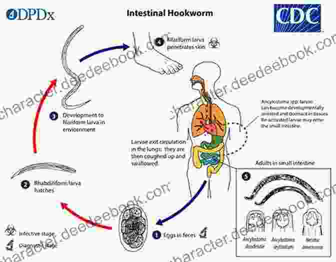 Lifecycle Of A Parasitic Organism, From Infective Stage To Reproduction. The World Order: A Study In The Hegemony Of Parasitism