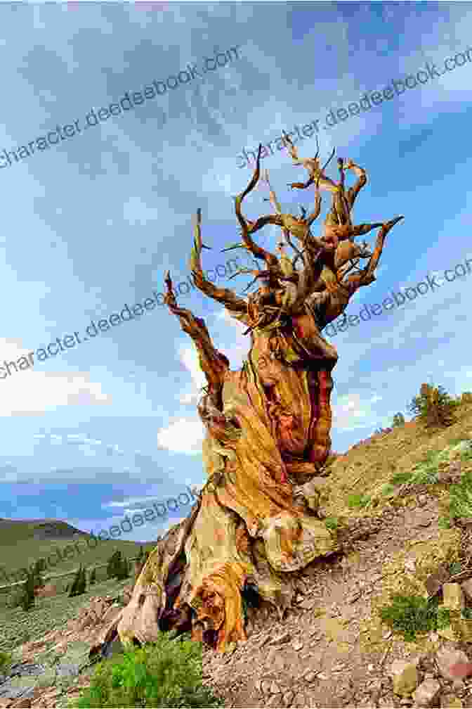 Methuselah Is The World's Oldest Tree. Children : Number SEVEN World Facts (Great For Kids) Knowledge Series) (Boosting Brain Power)